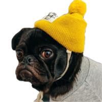 beanie dog