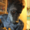 yung emu god