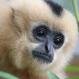 thegibbon