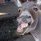 Jr_Donkey