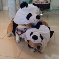 Pandapwnr