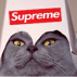 kitty suprme