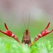 Crawfish