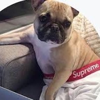 Pug